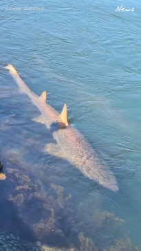 Sharks being fed at the North Haven breakwall