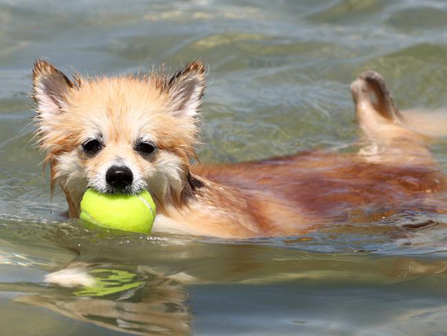 DAILY TELEGRAPH, JANUARY 2, 2022: Gigi the pomeranian pictured playing catch and cooling off at Rose Bay dog beach. Picture: Damian Shaw