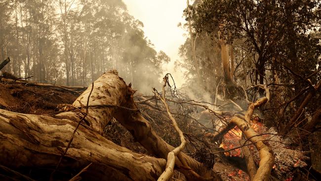 With many regions still affected by the Black Summer bushfires in 2020, News Corp has announced a new partnership to direct funds to regional mental health services. Photo by Darrian Traynor.