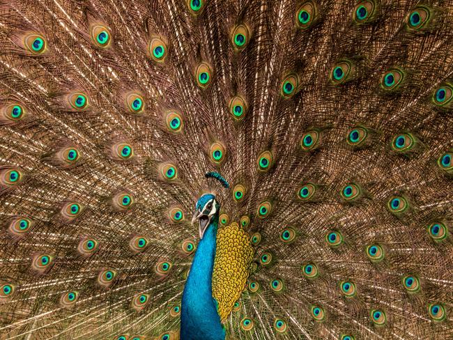 The Majestic Dance ... This picture was taken in the forest area of Jaipur, Rajasthan (India). Rajasthan has a huge population of the National Bird and they are found in most areas (both urban and rural). This picture was taken during rain season, in which it’s a common sight to see the Peacocks dancing. Picture: Satvik Bhatt, India, Entry, Open, Wildlife, 2017 Sony World Photography Awards