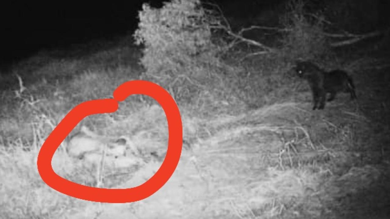 At 9:11pm on August 17, 2021, this big black feral cat approached the dead calf (circled in red) on a property at Langshaw, southwest of Gympie. Picture: Jo Garrett.