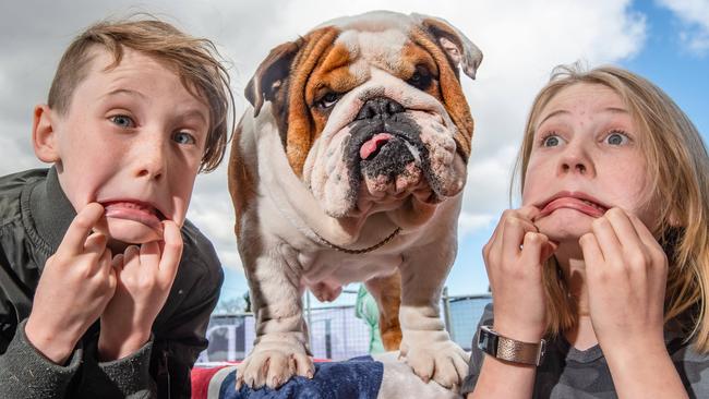 Flynn, 9, and Aliese, 11 with British bulldog Hank. Picture: Jason Edwards