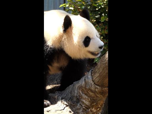 Panda-monium as giant pandas make their debut at Aussie zoo