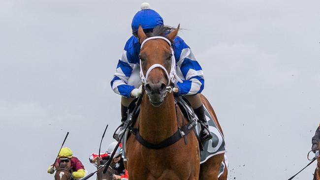 La Roux hits the line to win on debut at Morphettville. Picture: Makoto Kaneko