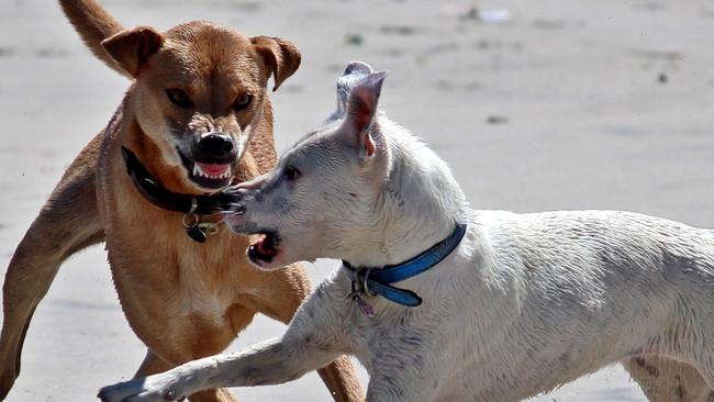 Attacking anything that moves: Concern for children following dog maulings spike