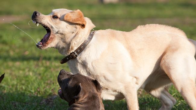 Hospital admissions from dog bites have doubled from 211 to 422 over the past seven years. Picture: File