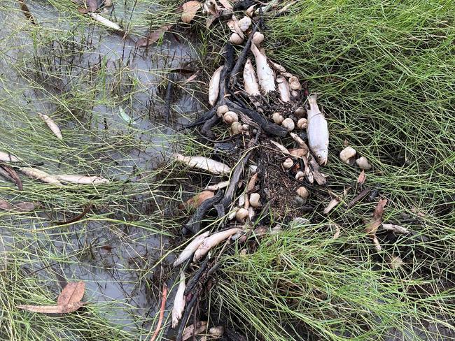 Newcastle Creek fish kill event. Picture: Supplied