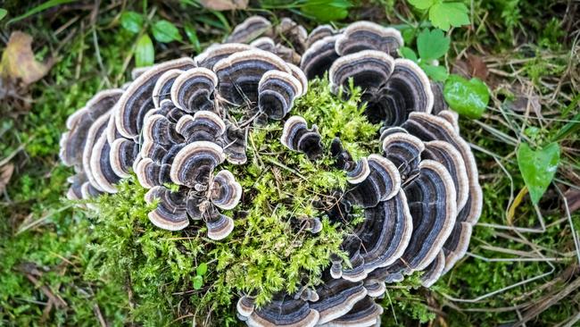 Trametes versicolor, a fungus commonly called turkey tail.