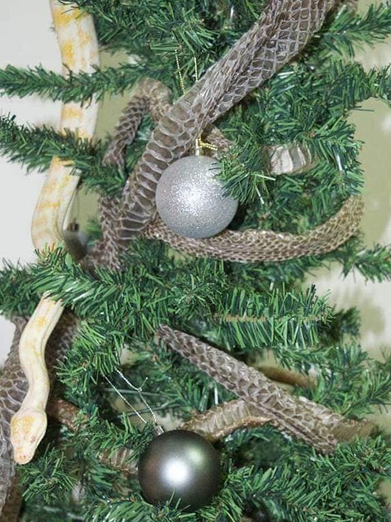 The Brisbane Snake Catchers Christmas tree.