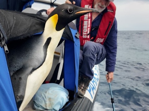 An emperor penguin that landed in WA from Denmark has been released after 20 days in the care of wildlife carers Carol Biddulph and her husband Graham. Picture: Supplied