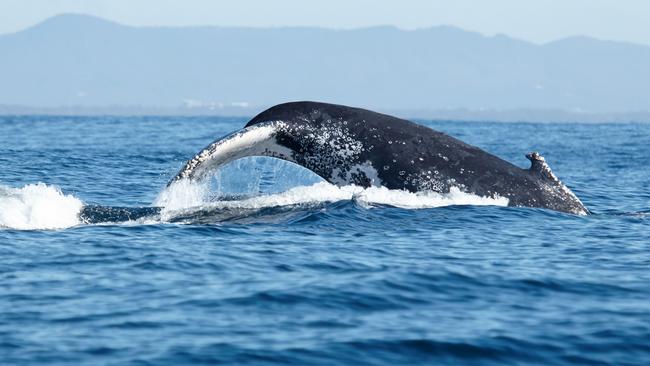 Humpback whales migrating past the Gold Coast. Picture: Mark Buckley Photography.