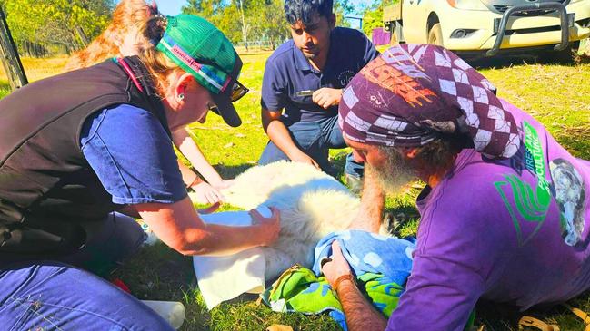 Trevor Hold and Esk vets with one of the calves which later died. Picture: Trevor Hold