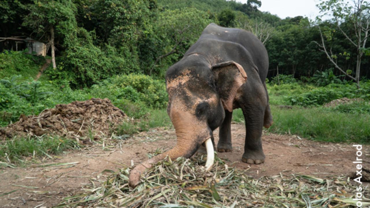 This is Jahn. She escaped a cruel owner and is now in Following Giants, a genuine elephant sanctuary in Koh Lanta, Thailand. Picture: World Animal Protection