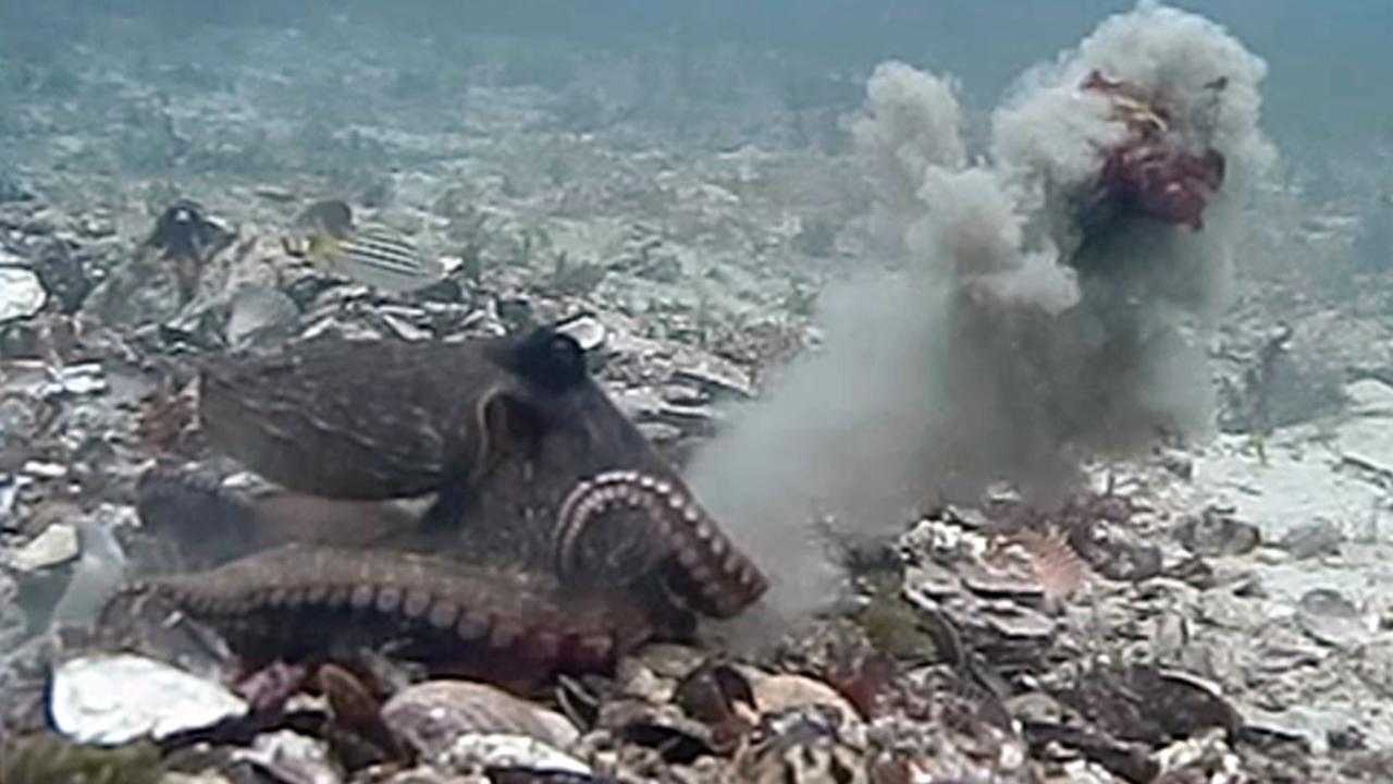 Gloomy Octopuses Throw Silt And Shells At Each Other | KidsNews