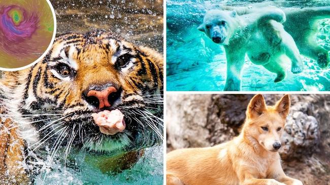 The race to move theme park favourites out of the path of Cyclone Alfred. Photo: Supplied