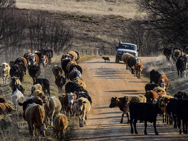 Cattle in a number of regions feed on whatever grass they can find along farm fences. Picture: Paul McIver