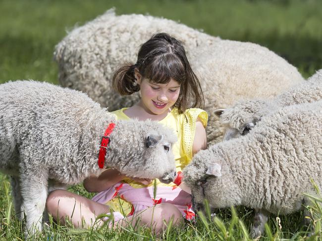 Jessica Shuttleworth bottle-feeds a lamb at the Collingwood Children’s Farm. Picture: Sarah Matray