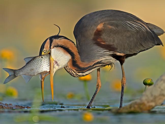 The gold award-winner for a Comedy Bird Photo was Antonio Aguti, of Italy, who captured a purple heron struggling with its meal at Lake Chiusi. He said the bird caught a large carp and “voraciously swallowed it after several attempts to turn the fish onto its side”. Picture: Antonio Aguti / Bird Photographer of the Year