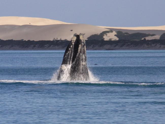 fowlers bay eco whale tours