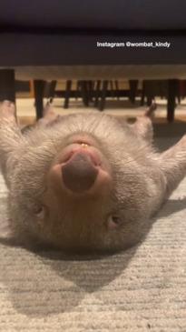 Wombat is living its best life