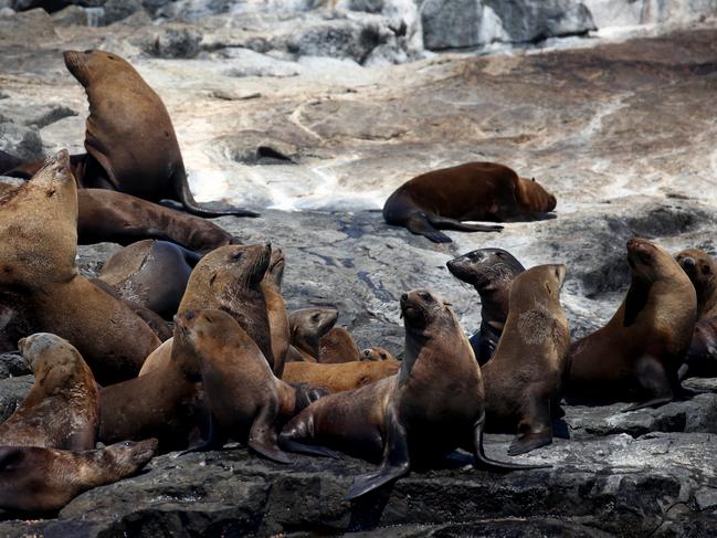 Montague Island, near Narooma, is home to colonies of Australian and New Zealand Fur Seals and now is the time to see them. Picture: Toby Zerna