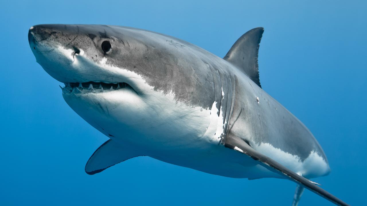 NSW shark attacks: Fatalities and injuries from 2021-2023 revealed | NT