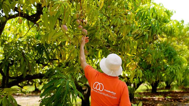 Mango production is thriving in northern Australia.