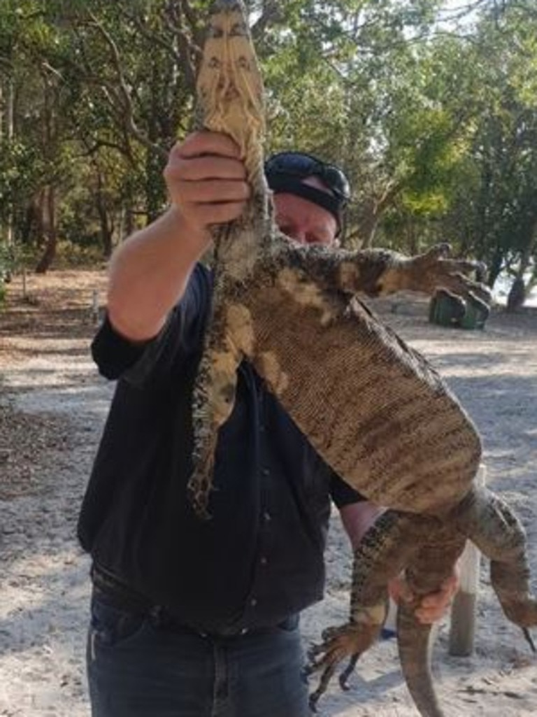 Girl hospitalised after being bitten by a goanna at a camp ground ...