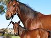 Insane price of star racehorse’s foal