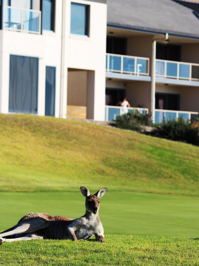 Linky The Lazy Grey kangaroo relaxes at Lady Bay.