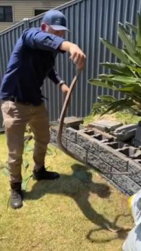 Queensland snake catcher interrupts two snakes in the act