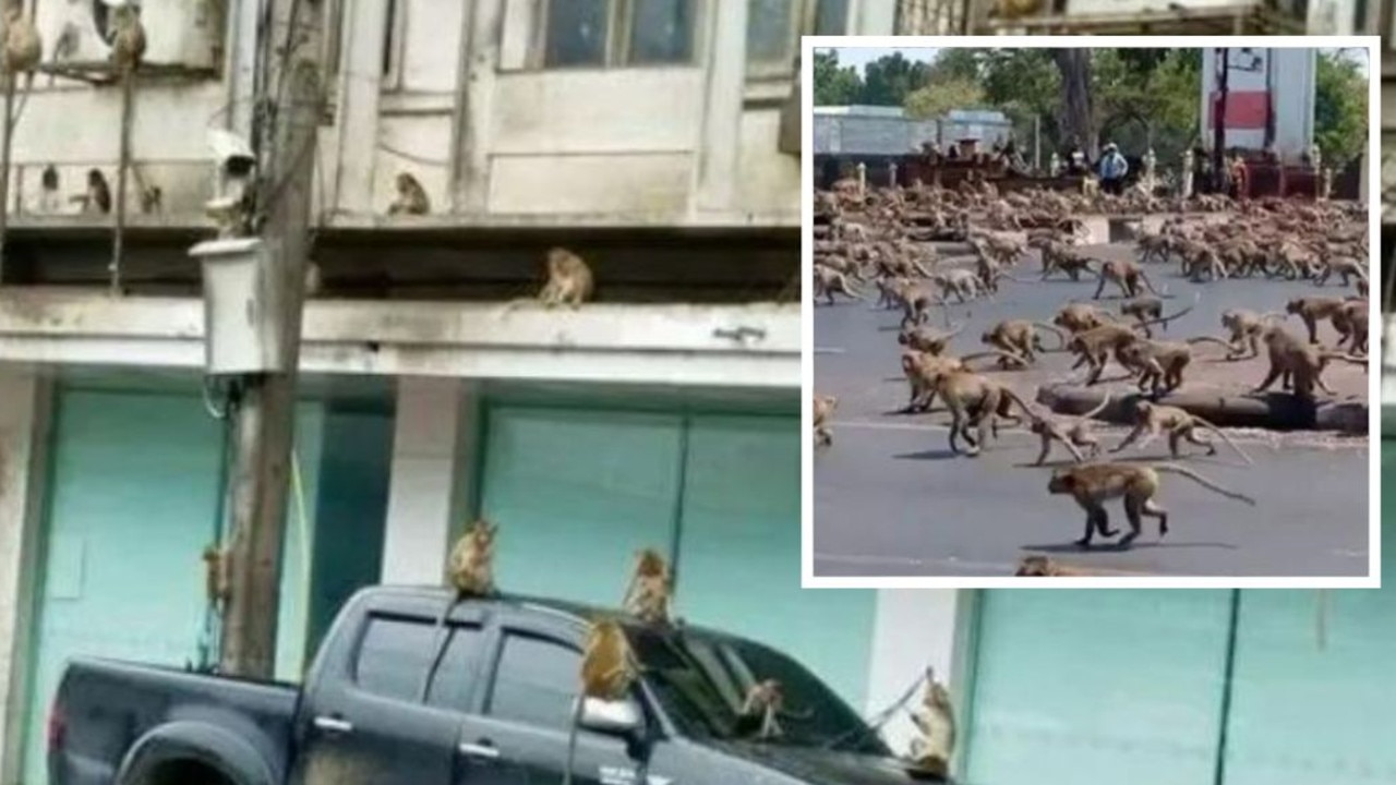 Binlerce maymun Tayland'ın merkezindeki bir şehri yerle bir etti