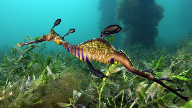 It's possible to spot Weedy Seadragons at Flinders Pier year-round. Picture: Museum Victoria