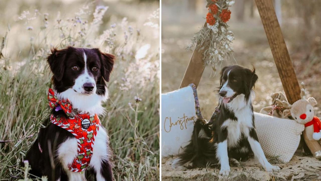 Jess: Alicia Glock's 1 year old Border Collie