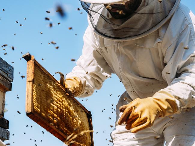 Beekeeper working collect honey. Beekeeping concept.