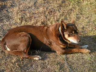 LUCKY: Aussie was found in Victoria St . Picture: Gerard Walsh