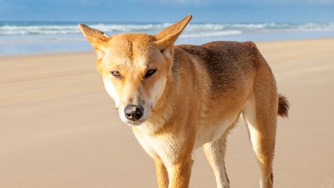 A dingo on Fraser Island. 