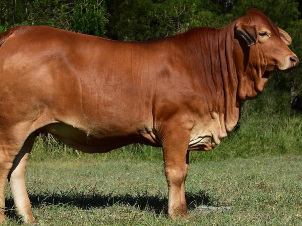 The Droughtmaster National Female Sale is held in Gympie every March.