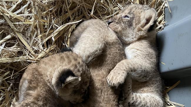 Three female lion cubs were born at Taronga Western Plains Zoo.