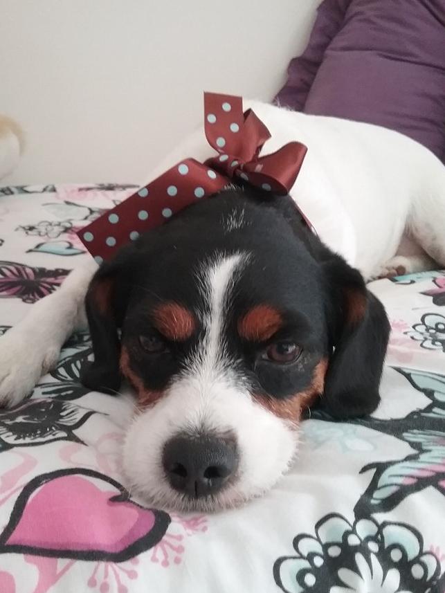 Meet Roxy, she is a jack russell x king charles spaniel and will be seven next week. Owner Sam Barratt says she is the “most loving girl to all”.