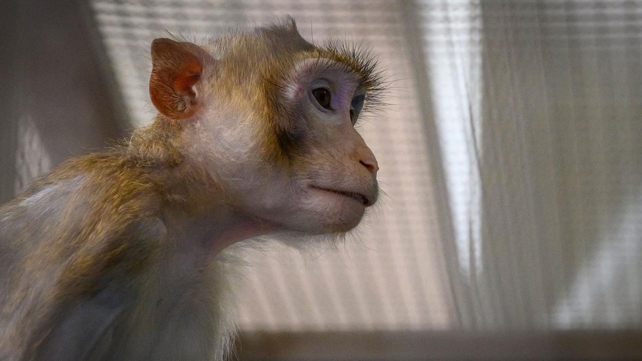 Cynomolgus monkeys are commonly used in biomedical research. Picture: Mladen Antonov / AFP