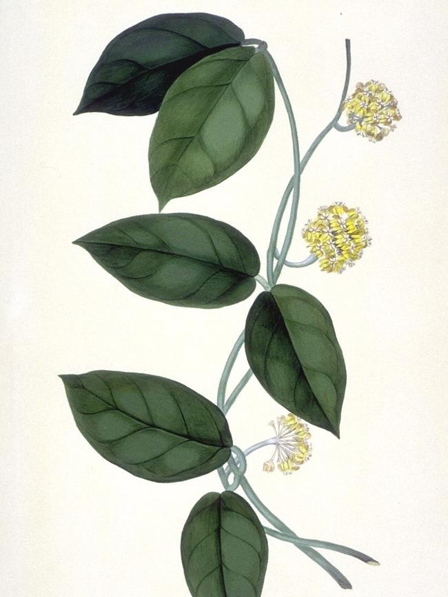 A botanical illustration produced by Sydney Parkinson.