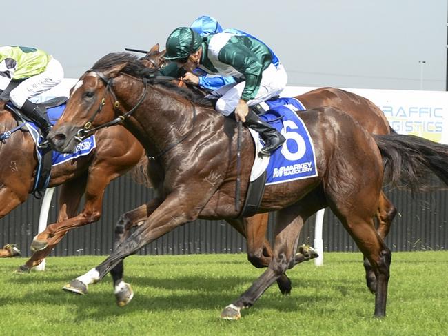 House Of Cards can remain unbeaten at Hawkesbury when he returns there on Thursday. Picture: Bradley Photos