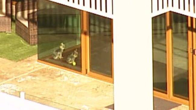 Johnny Depp and Amber Heard’s dogs Boo and Pistol in the window of Mick Doohan's rental.Picture: Nine News