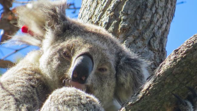 The 106 koala hubs cover more than 8400 hectares of state forest. Picture: Dr Roslyn Irwin