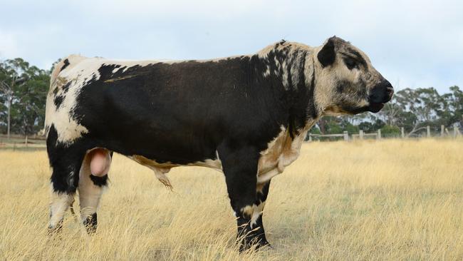 A Speckle Park bull. Picture: File