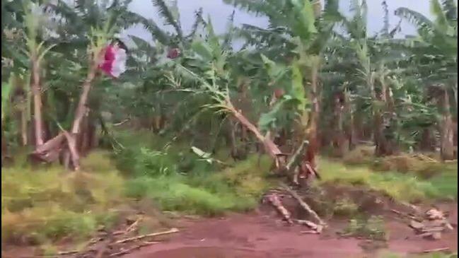 CYCLONE JASPER: Banana farm destroyed by wind