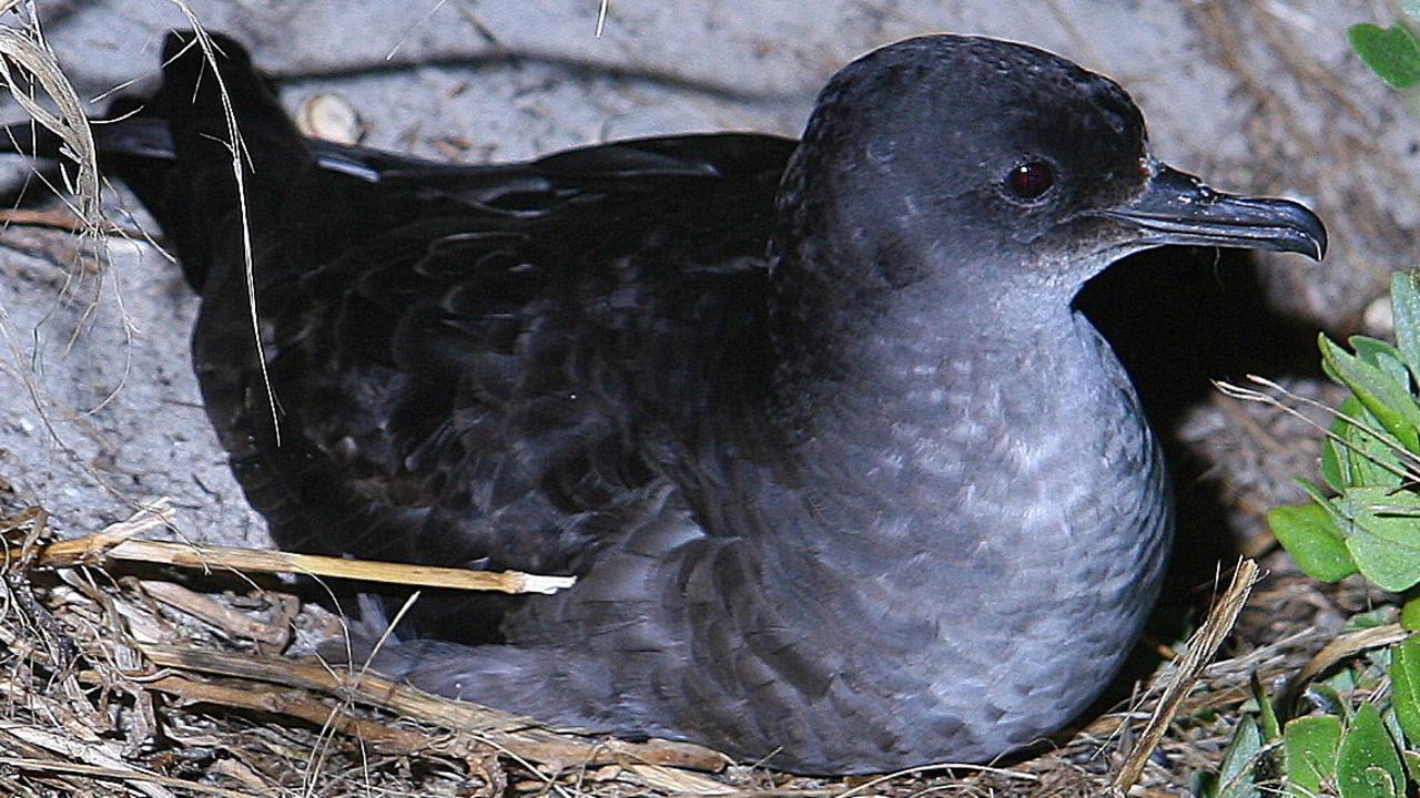 Why washed up birds are a worry