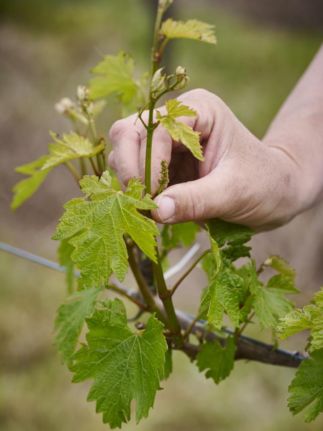 Tillbrook Estate grapevine, Adelaide Hills. Picture: Kate Bowman