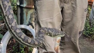 Josh Castle with a snake caught at a Nudgee property last week. Picture: Josh's Snake Catching